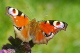 Butterfly close up with blurred background