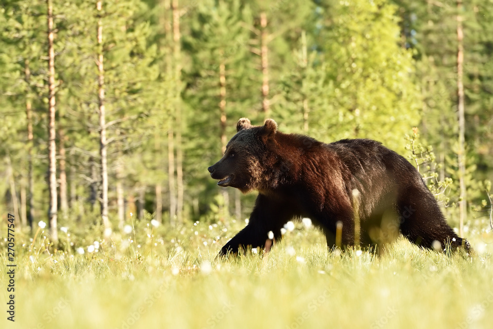 Brown bear walking at daylight. Bear in summer. Brown bear walking at daylight. Bear in summer.