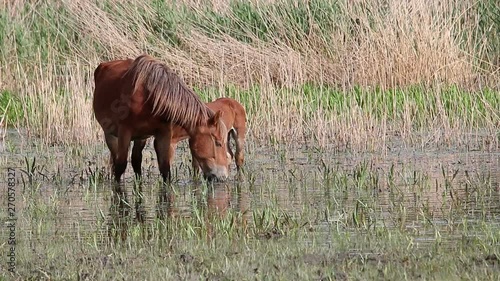 Wallpaper Mural horse and foal grazes grass in the water Torontodigital.ca