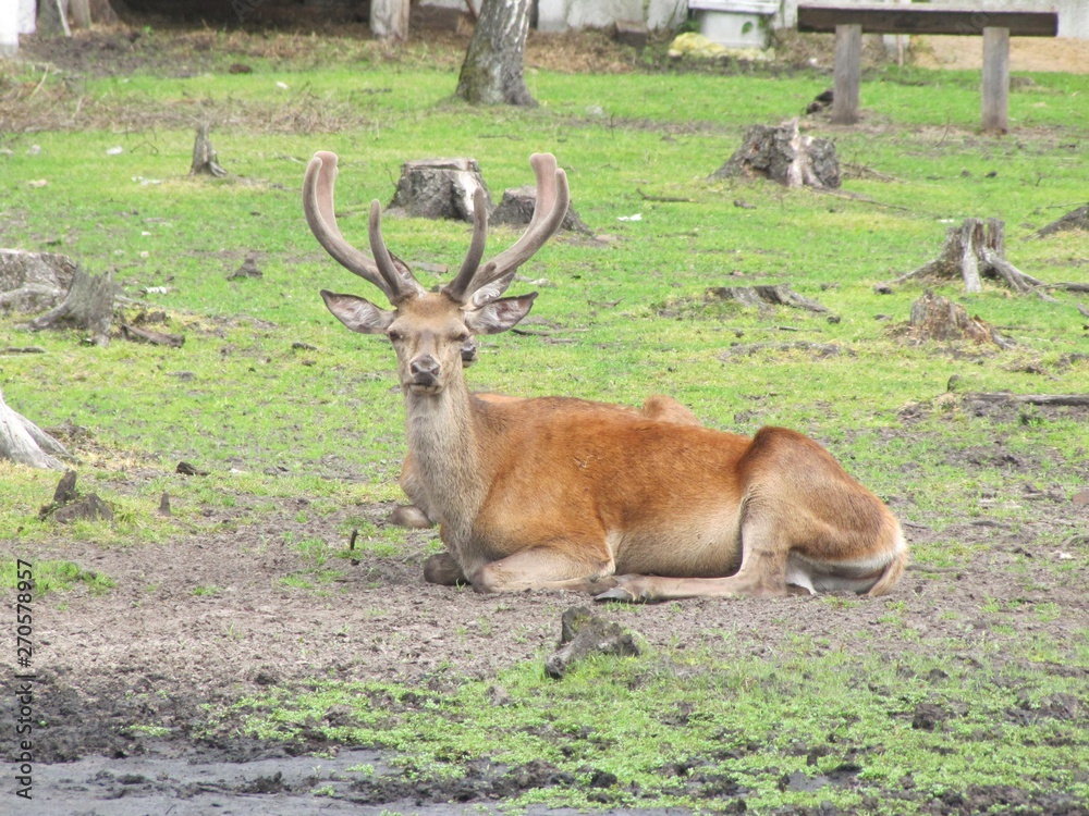 Animals from various zoos in the world. Animals from various zoos in the world.