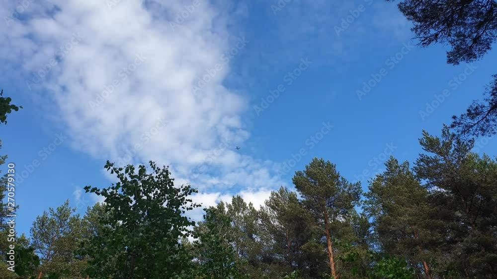 The plane flew over the forest. Flight of the plane on a background of pine. The plane flew over the forest. Flight of the plane on a background of pine.