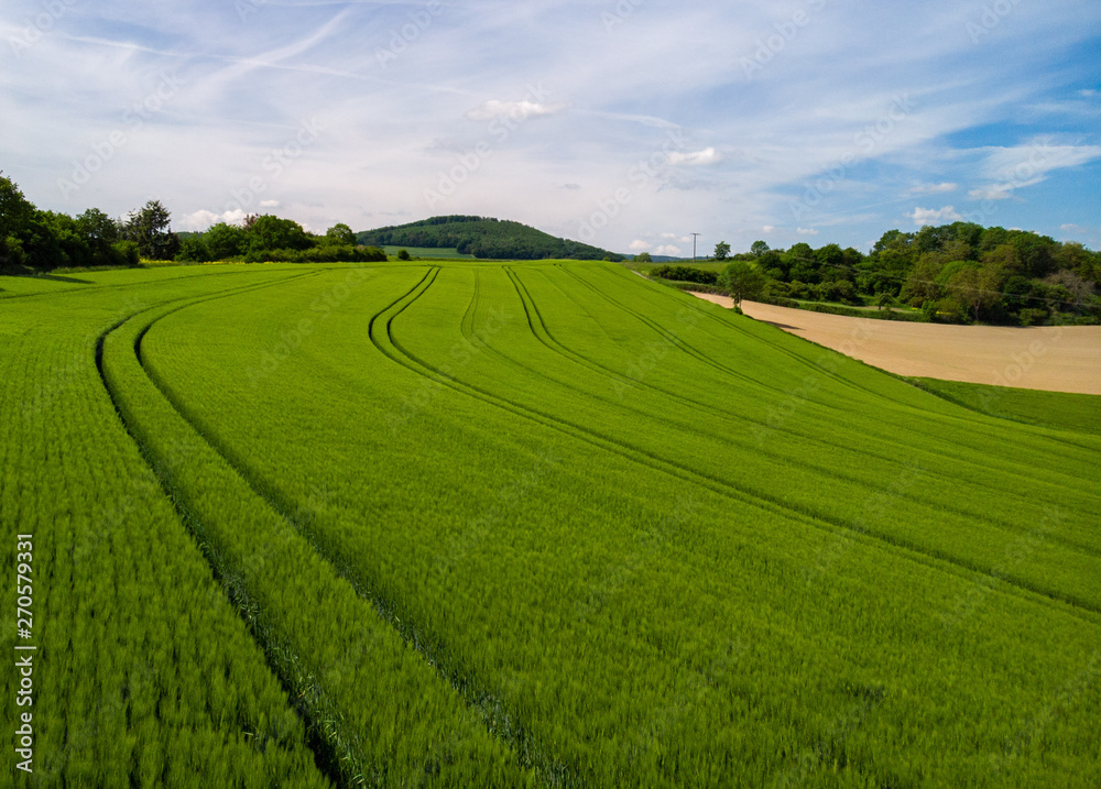 Getreidefeld in der Vulkaneifel