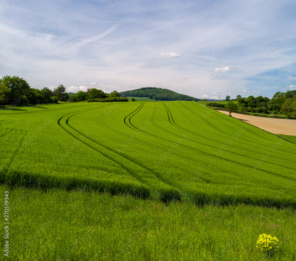 Obraz premium Getreidefeld in der Vulkaneifel