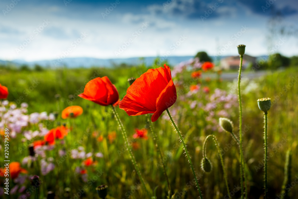 Naklejka premium Pola maku