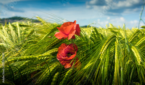 Les coquelicots