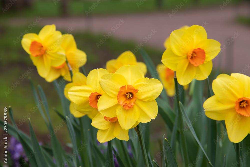 Spring flowers yellow daffodils. beautiful yellow flowers. Spring flowers yellow daffodils. beautiful yellow flowers.