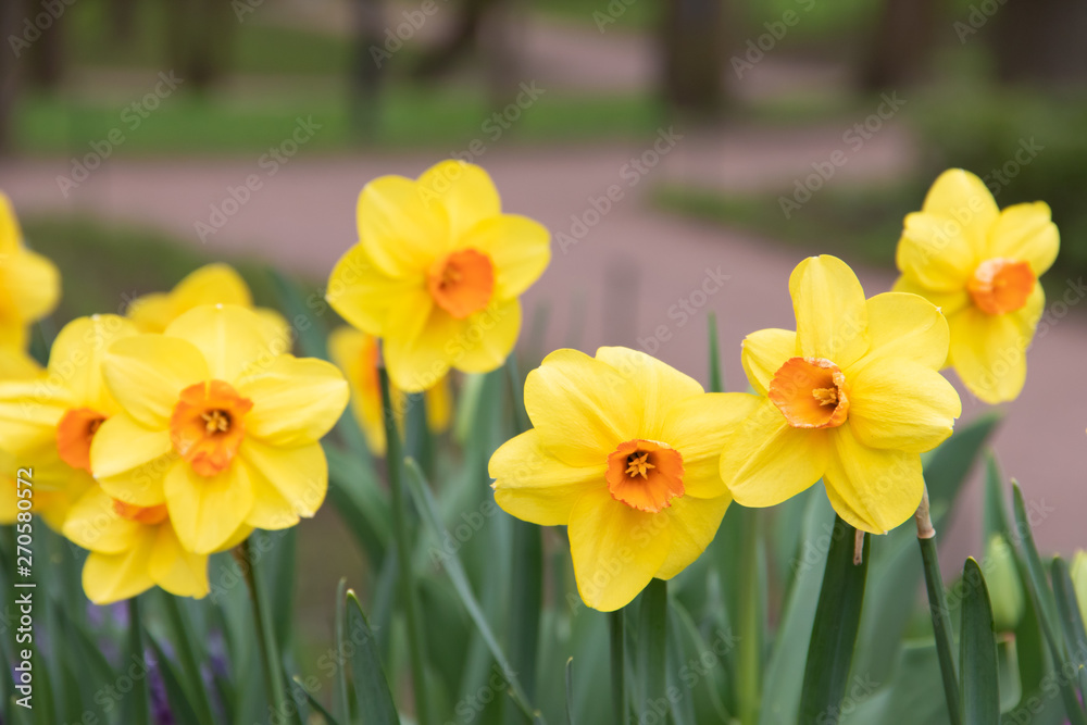 Spring flowers yellow daffodils. beautiful yellow flowers. Spring flowers yellow daffodils. beautiful yellow flowers.
