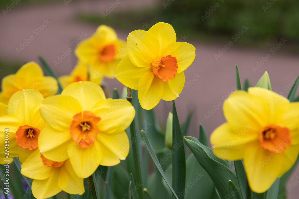 Spring flowers yellow daffodils. beautiful yellow flowers. Spring flowers yellow daffodils. beautiful yellow flowers.