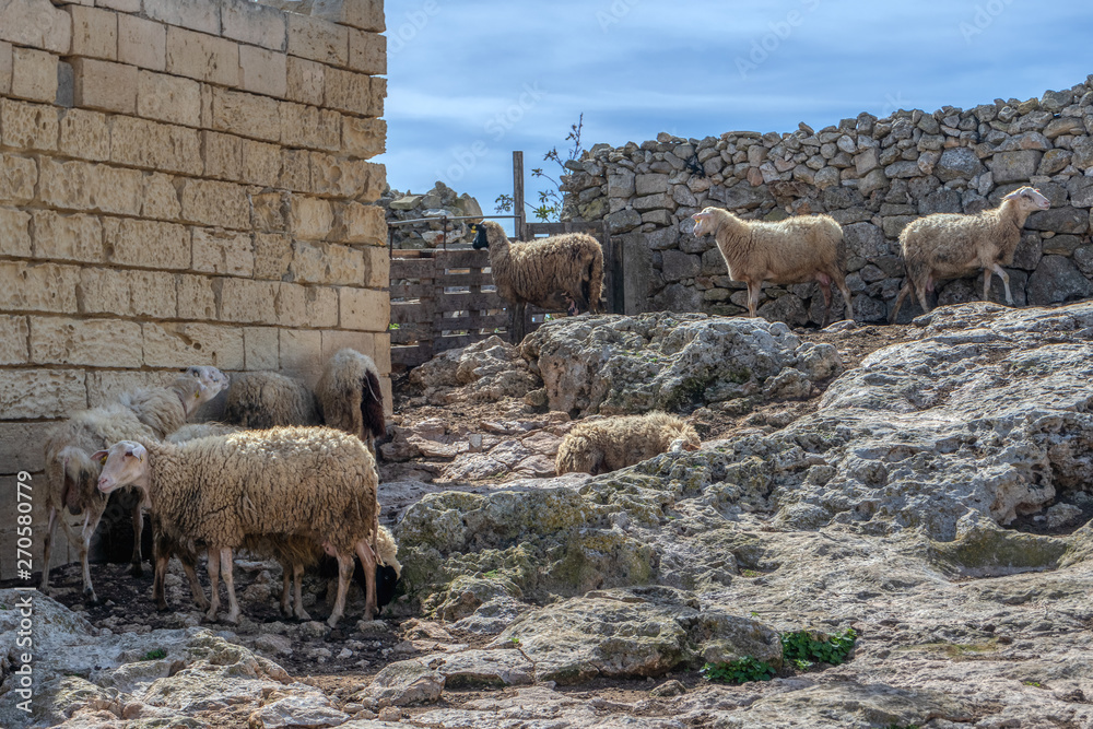 Sheep farm near Dingli Cliffs in Malta