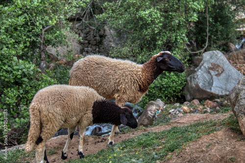 Two sheep in the field