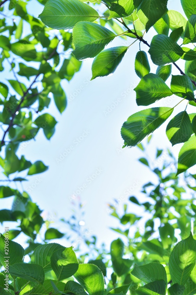 Obraz premium 木の葉 空 コピースペース