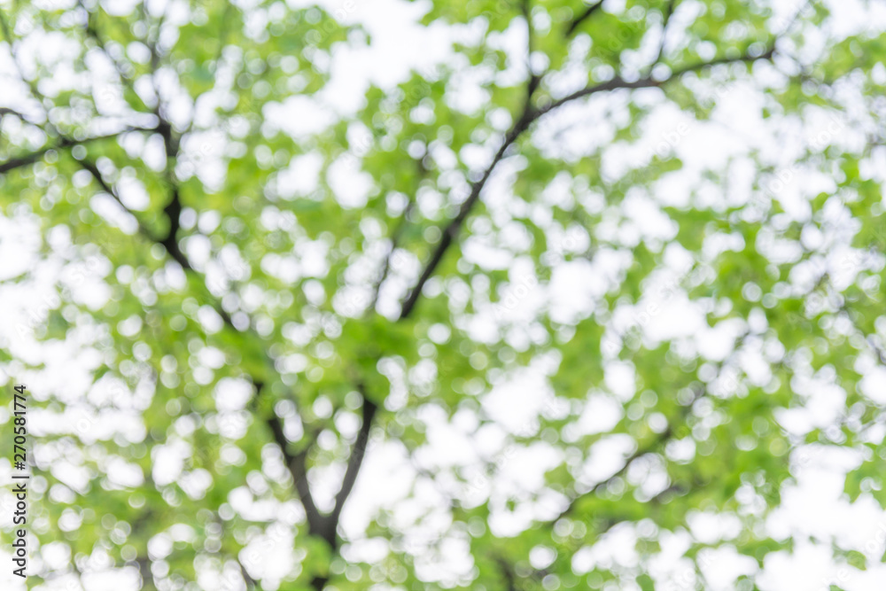 Fototapeta premium Sunny tree leaves bokeh background