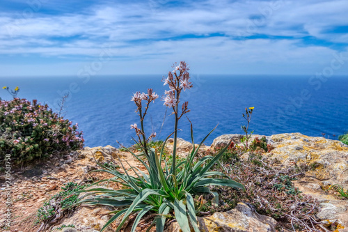 Flowers near Dingli Cliffs and Mediterranean Sea, Malta