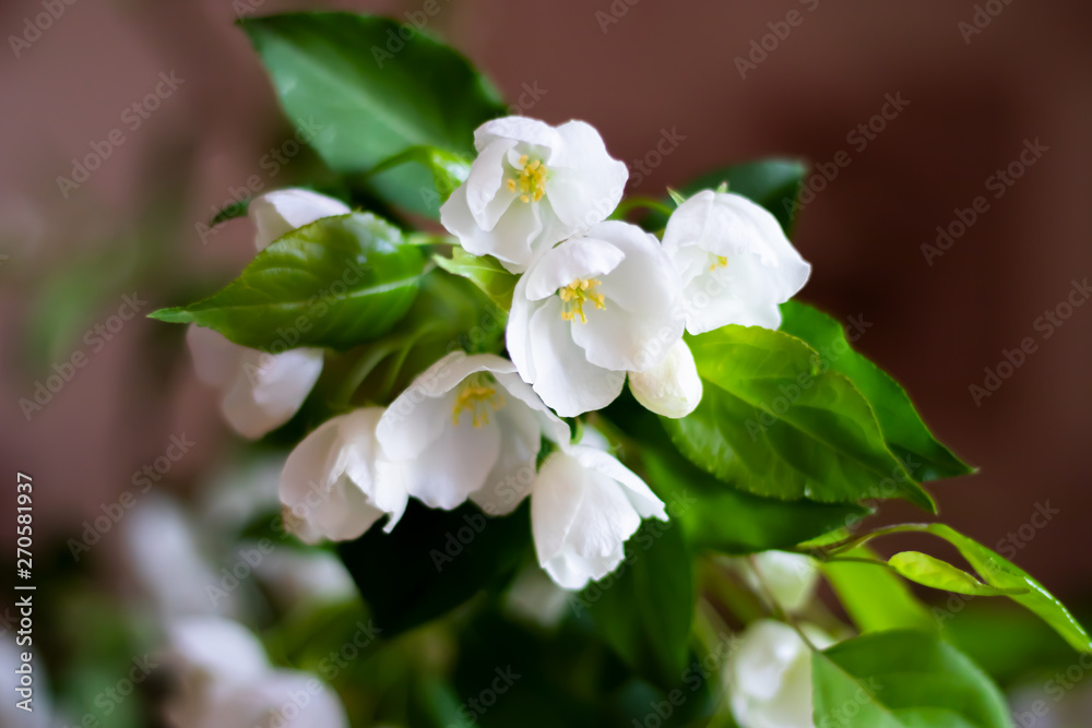 Fototapeta premium spring flowering of the apple tree, white flowers on the background of leaves