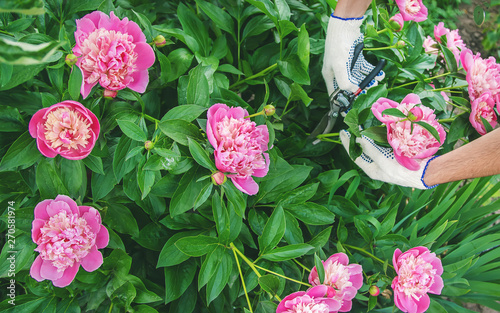 gardener pruning flowers peonies pruners. selective focus. photo