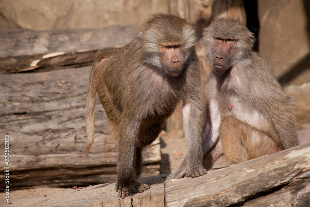 Baboon Monkey on a sunny day