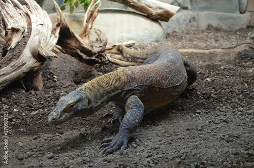 Komodo Dragon  the largest lizard in the world 