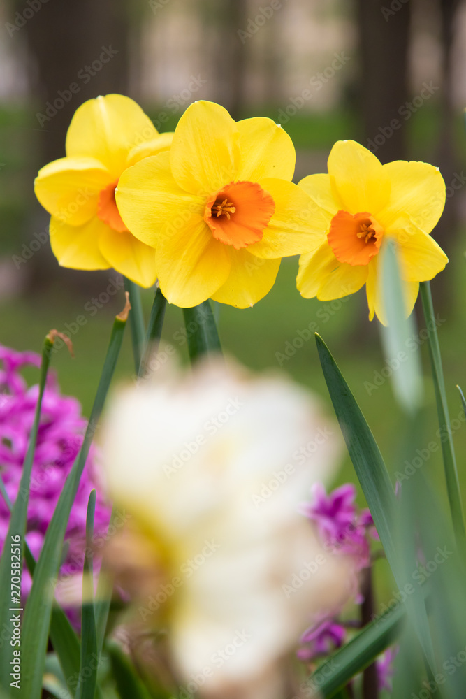 Spring flowers yellow daffodils. beautiful yellow flowers. Spring flowers yellow daffodils. beautiful yellow flowers.