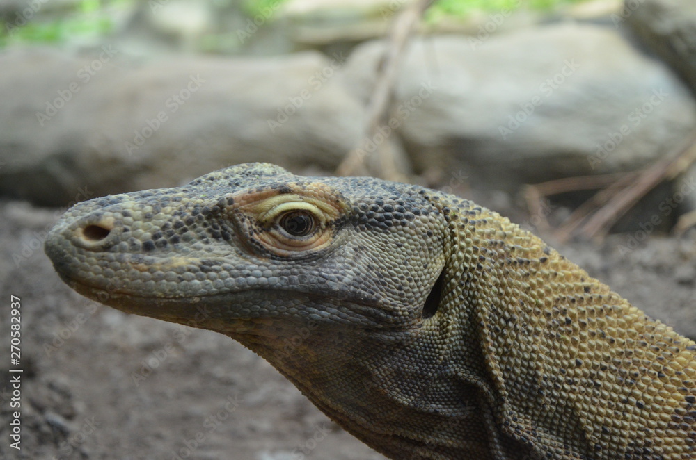 Komodo Dragon, the largest lizard in the world 