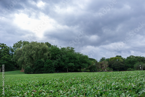 Green grass field in park or forest with cloudy sky before rain