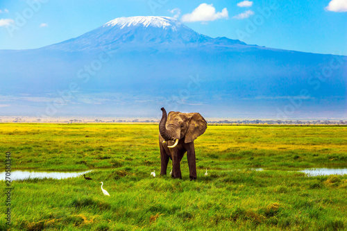 Elephant at Mount Kilimanjaro photo
