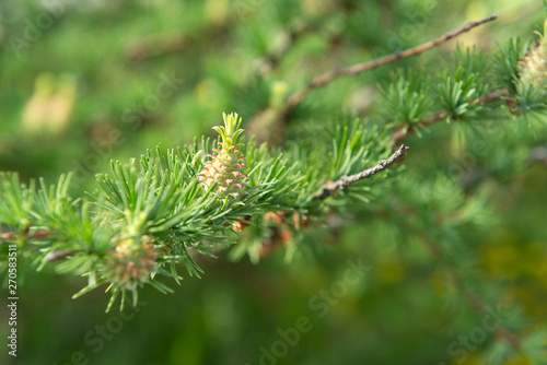 greens, young green fir cone, coniferous tree on the background of fir needles, fir cone, fir branch,
