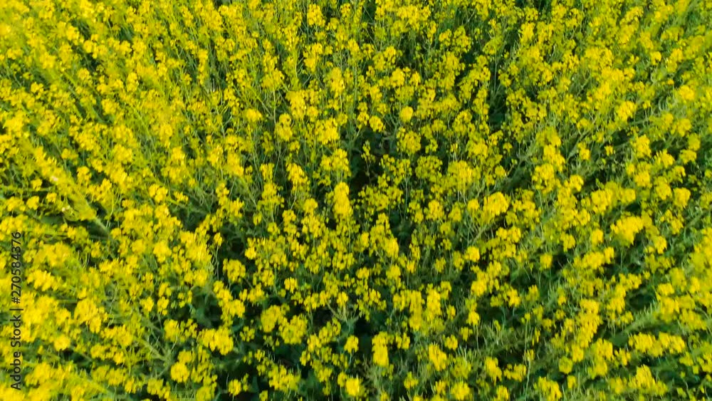 Aerial above view of spring rapeseed flower field blooming beautiful yellow rapeseed flowers field at spring day, beautiful spring landscape 4k drone footage Aerial above view of spring rapeseed flower field blooming beautiful yellow rapeseed flowers field at spring day, beautiful spring landscape 4k drone footage