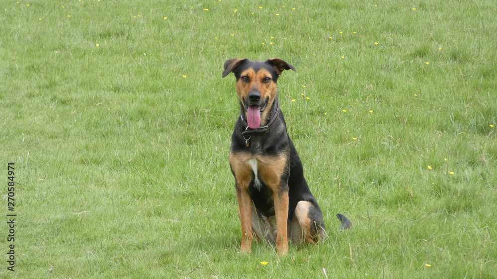 Huntaway dog in training a beautiful day for training outdoors