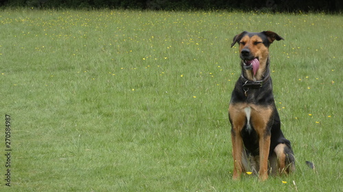 Fototapeta Naklejka Na Ścianę i Meble -  Huntaway dog in training a beautiful day for training outdoors
