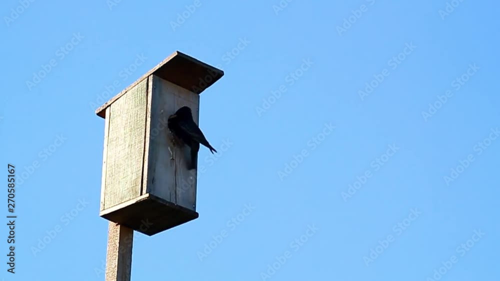 Wooden birdhouse on a blue sky background. The black starling feeds the chicks Wooden birdhouse on a blue sky background. The black starling feeds the chicks