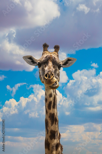 Giraffe grazing in the savanna © Kushnirov Avraham