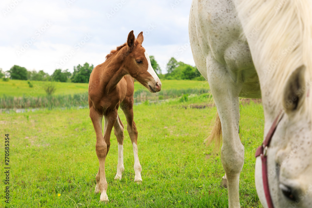 Young foal with his mother on the pasture in springtime Young foal with his mother on the pasture in springtime