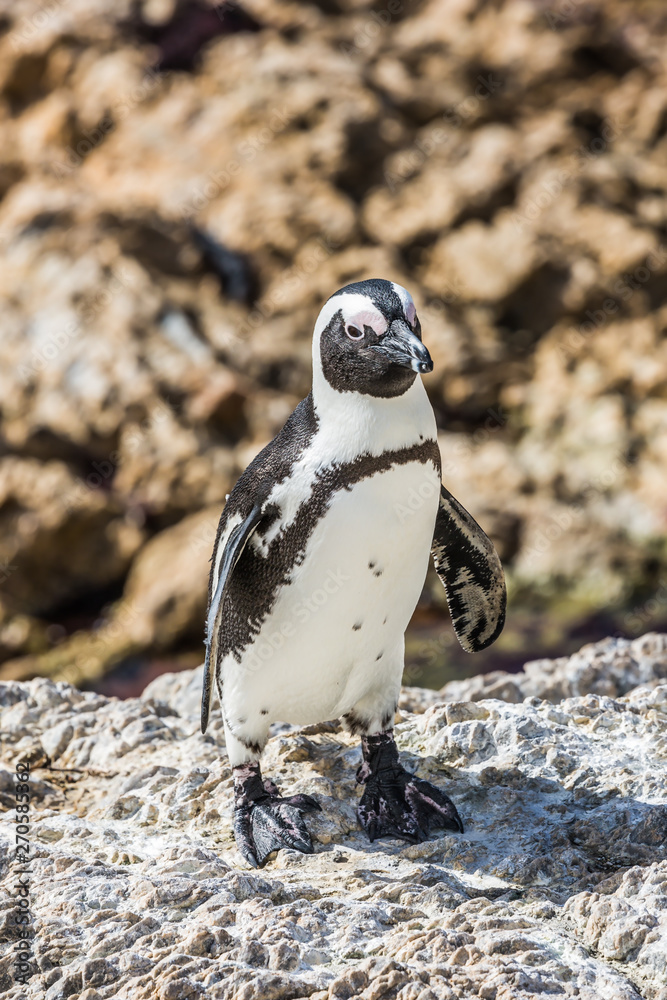 Naklejka premium African black - white penguin