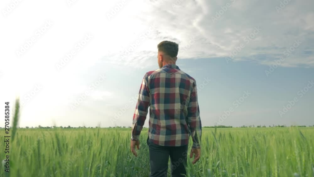 young farmer enjoying the beauty of the fields while walking through a green barley plantation on background of blue sky young farmer enjoying the beauty of the fields while walking through a green barley plantation on background of blue sky