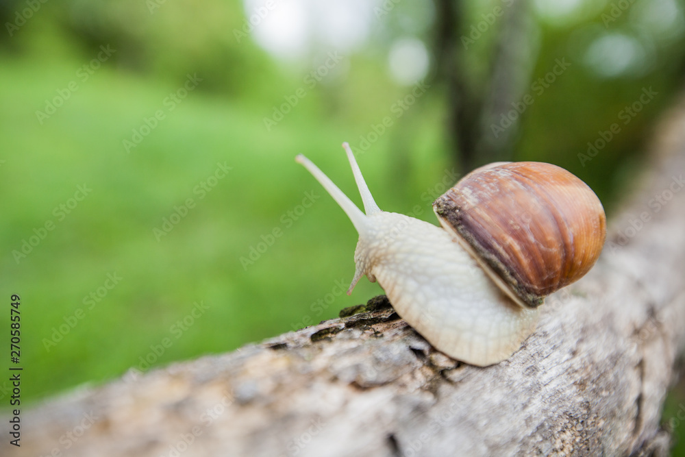 Big snail in shell crawling on the tree Big snail in shell crawling on the tree