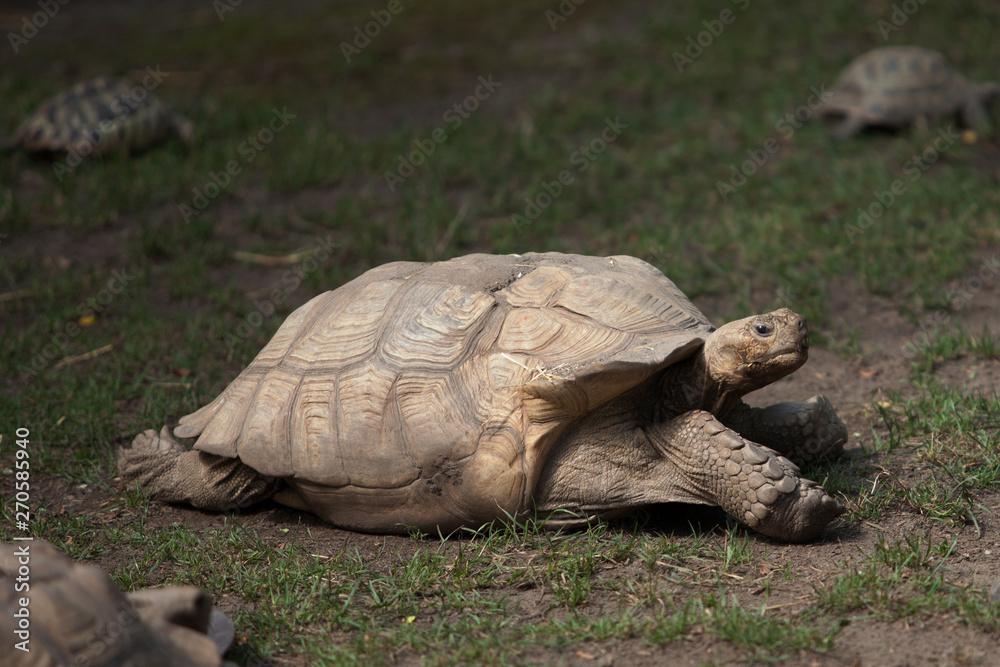 Obraz premium a large turtle crawls on the grass