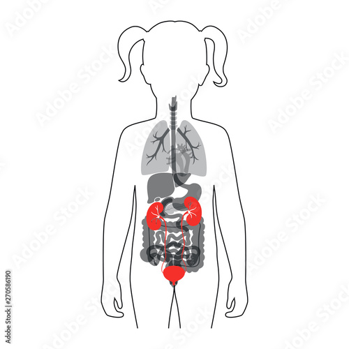 Vector isolated illustration of kidney