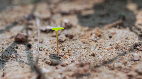 Photography Green shoots in the sand, country fields -- summer 2017: in the summer countryside