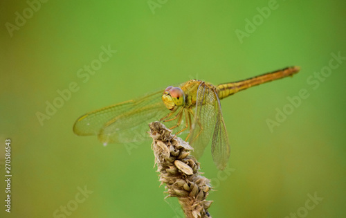 Close up detail of dragonfly. dragonfly image is wild with blur background. Dragonfly on flower  © Eksapedia