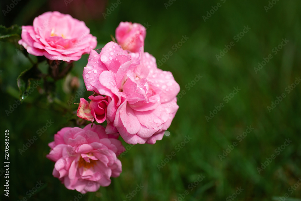 delicate flowering shrub with roses and wild rose delicate flowering shrub with roses and wild rose
