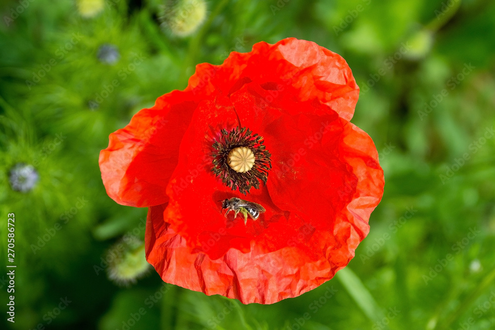 A red poppy and little bee in sunlight with various grasses and other plants including Nigella buds in the background. Photographed in north east Italy.