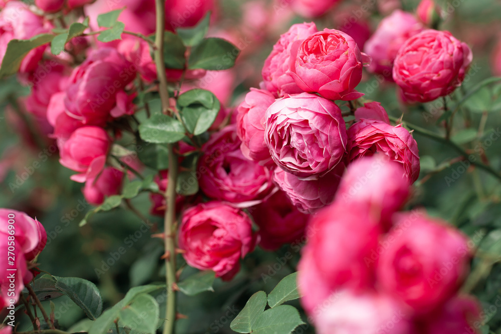 delicate flowering shrub with roses and wild rose delicate flowering shrub with roses and wild rose