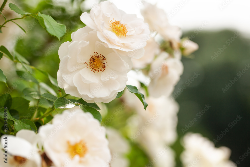 delicate flowering shrub with roses and wild rose, white color delicate flowering shrub with roses and wild rose, white color