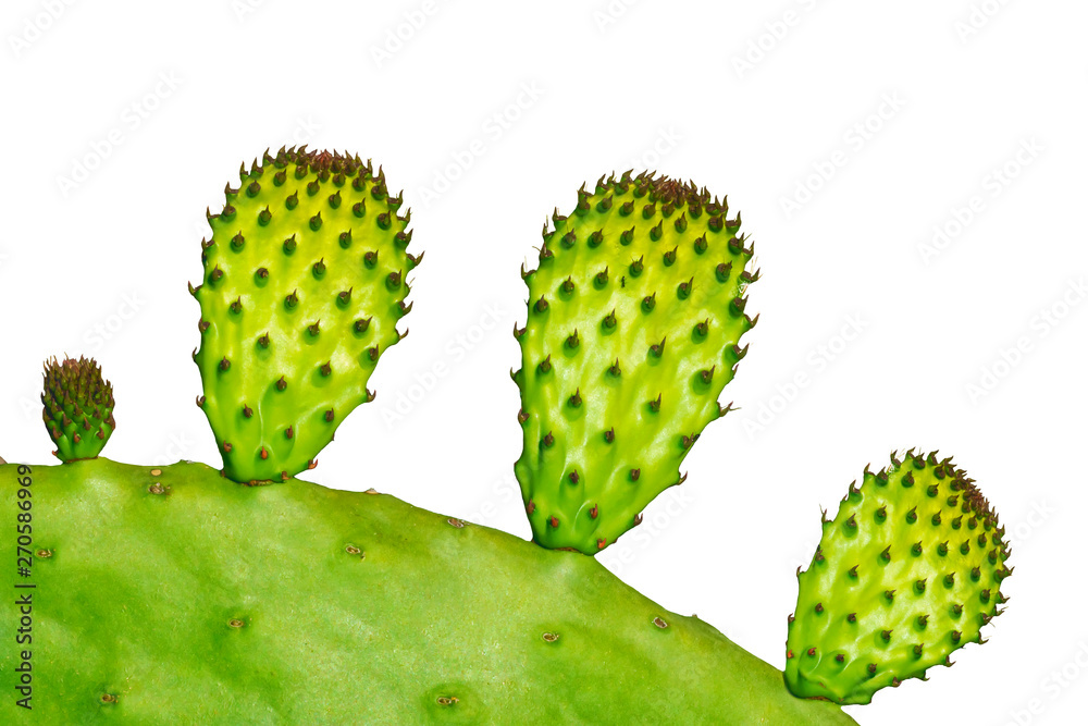 Close-up Tropical Plant Opuntia Cactus isolated on white background Close-up Tropical Plant Opuntia Cactus isolated on white background