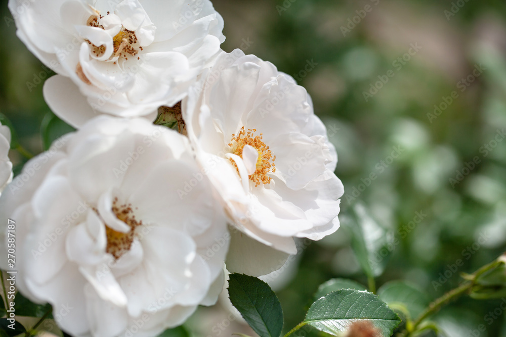 delicate flowering shrub with roses and wild rose, white color delicate flowering shrub with roses and wild rose, white color