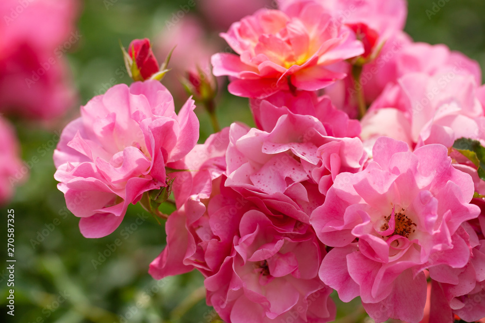 delicate flowering shrub with roses and wild rose