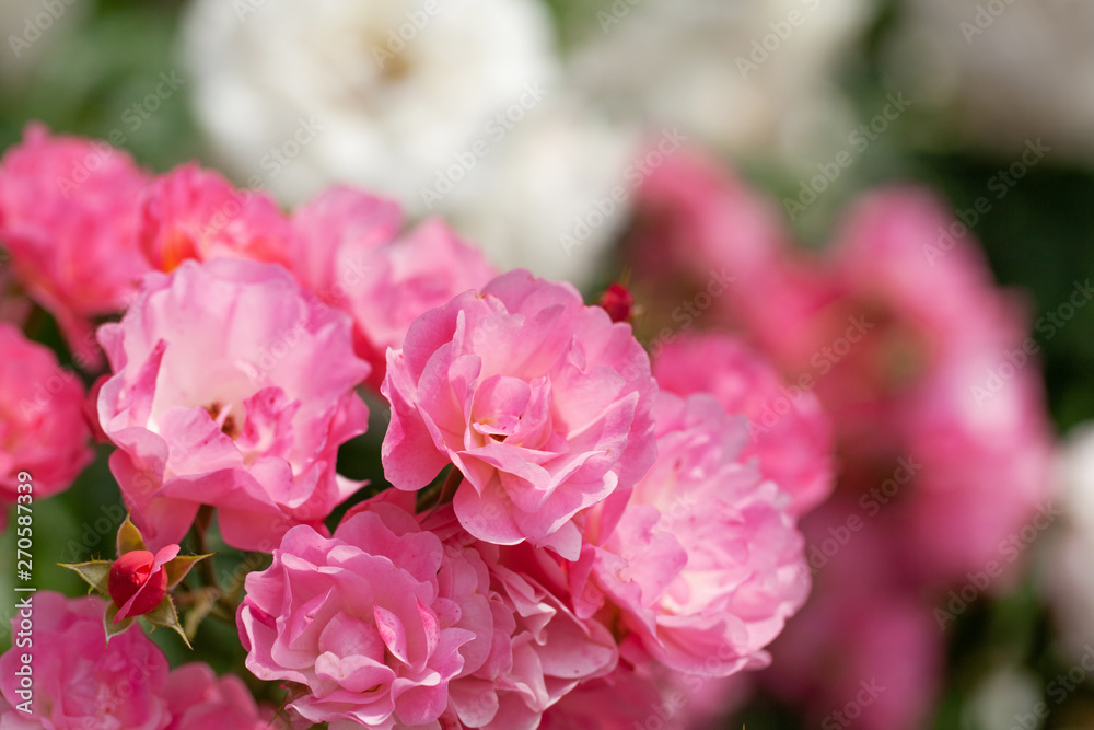 delicate flowering shrub with roses and wild rose delicate flowering shrub with roses and wild rose