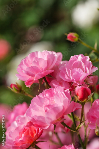 delicate flowering shrub with roses and wild rose