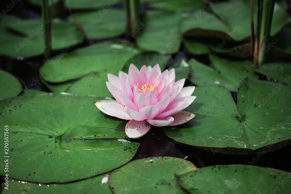 pond with water lilies. Asian style. beautiful natural background pond with water lilies. Asian style. beautiful natural background