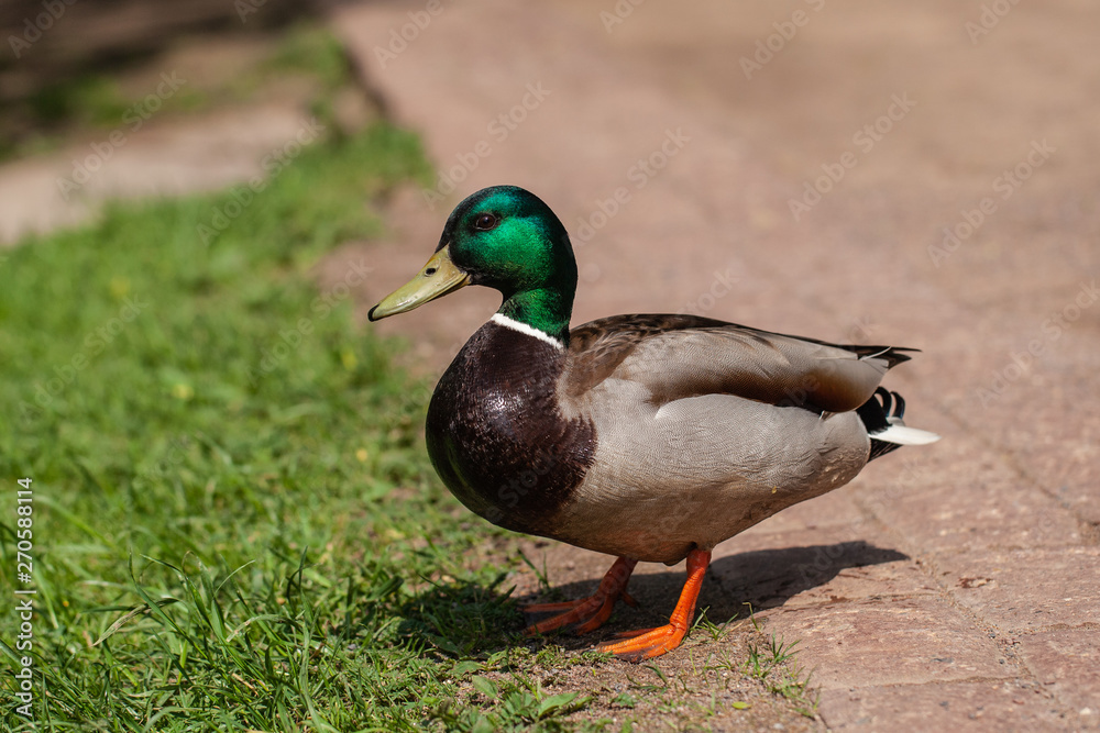 one beautiful duck walks in the park